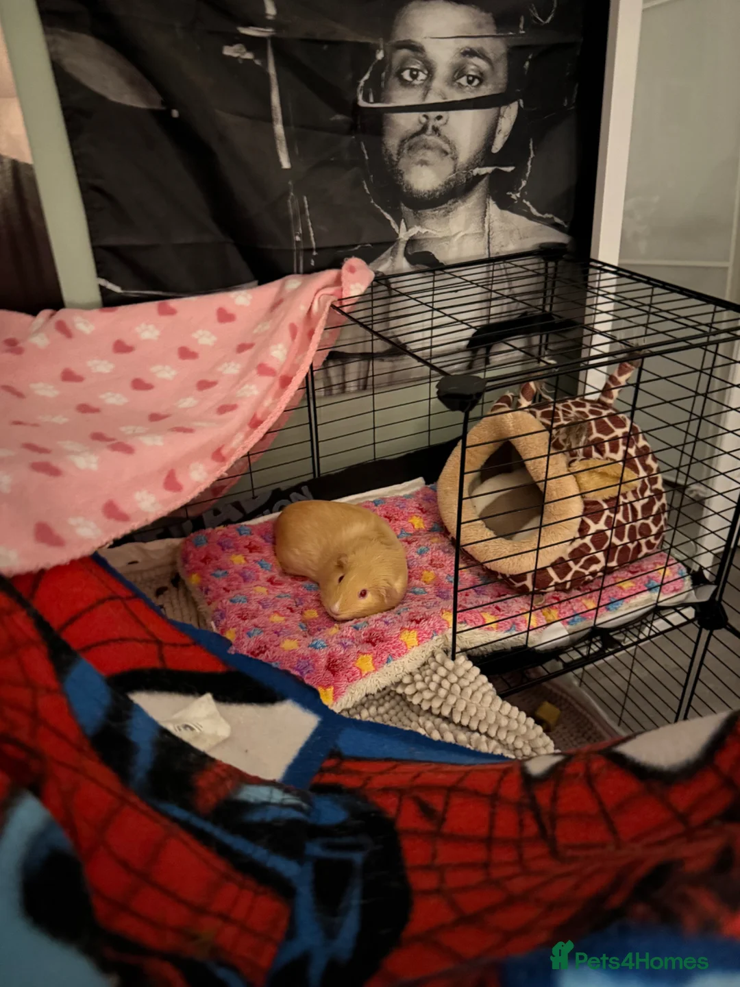 Guinea Pig rodents for sale: Pair of Female Guinea Pigs in Chelmsford - Advert 6