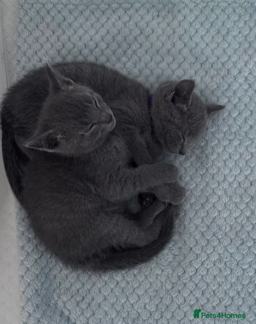 Russian Blue cats for sale: 🩵GCCF Registered Russian Blue kittens 🩵 - Advert 4