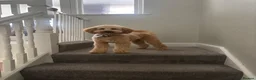 Cockapoo dogs for sale: 20 month old cockapoo boy  - Advert 1