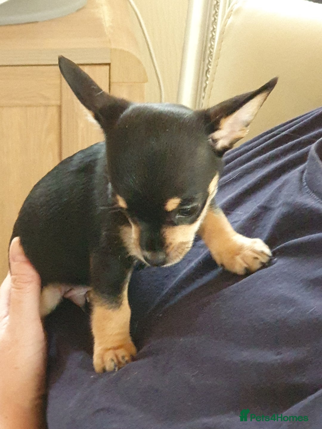 Chiweenie dogs for sale: Chihuahua pups - Image 8