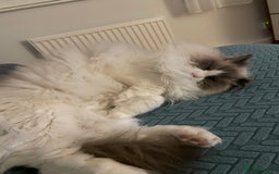 Ragdoll cats for sale: Brother Sister Ragdolls for Rehoming  - Image 8
