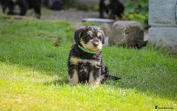 Mixed Breed dogs for sale: Schnoodle Puppies - Image 12