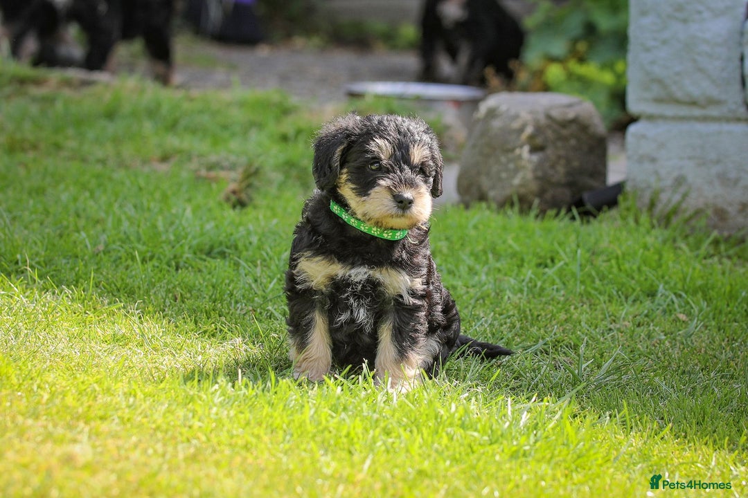Mixed Breed dogs for sale: Schnoodle Puppies - Image 12