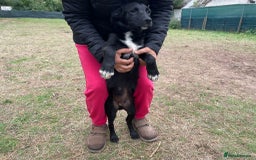 Mixed Breed dogs for adoption: Meet CASPER !  a Lovely Boy - for a Loving Home - Image 3