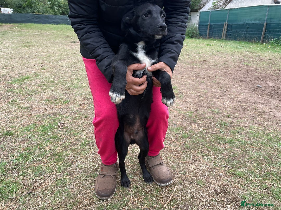 Mixed Breed dogs for adoption: Meet CASPER !  a Lovely Boy - for a Loving Home - Image 3