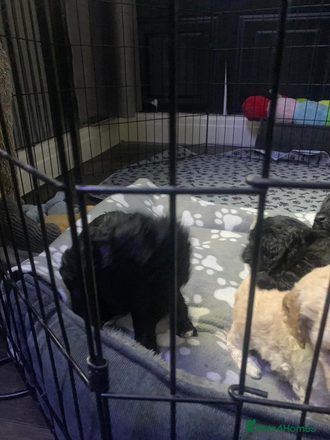 Labradoodle dogs for sale: Miniature Labradoodle  - Advert 4