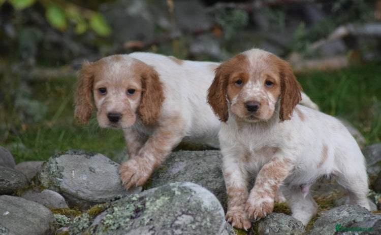 Cocker Spaniel dogs - Advert 2