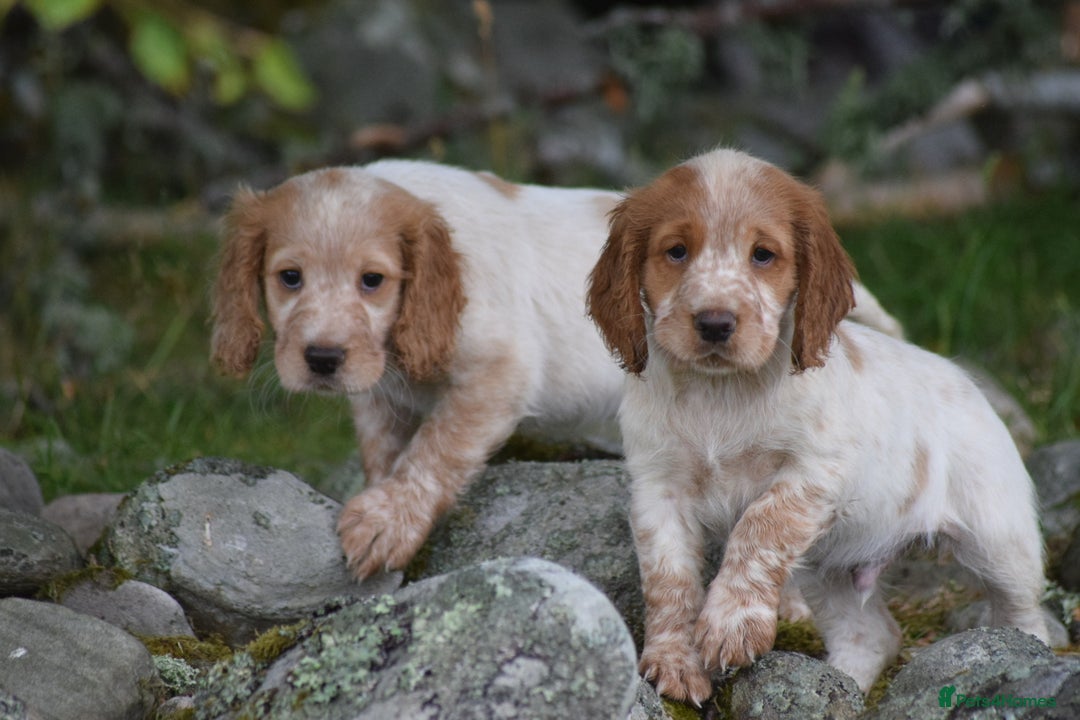 Cocker Spaniel dogs for sale: Cocker spaniel  - Image 1