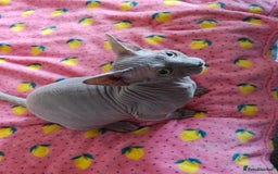 Sphynx cats for sale: 4 sphynx kittens 5months old - Image 7