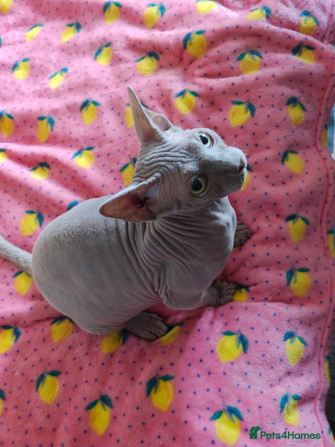 Sphynx cats for sale: 4 sphynx kittens 5months old - Image 7