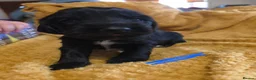 Sprocker dogs for sale: GORGEOUS SPROCKER PUPPIES  - Advert 9