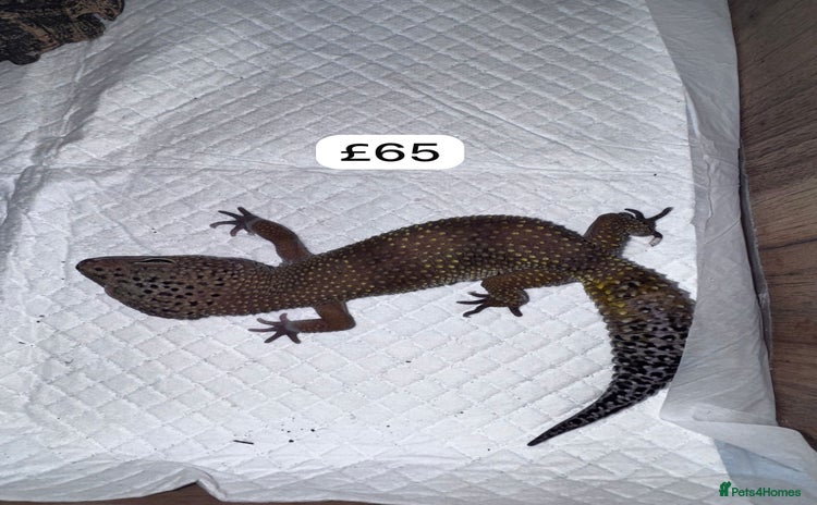 Leopard Gecko reptiles - Advert 9