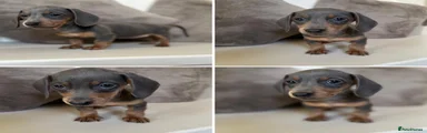 Miniature Dachshund 5