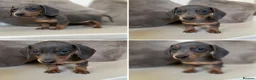 Miniature Dachshund dogs for sale: KC Dapple, Blue & Cream Miniature Dachshunds  in York - Advert 3