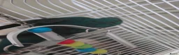 Mixed Breed birds for sale: Kakariki/ love birds  - Advert 2