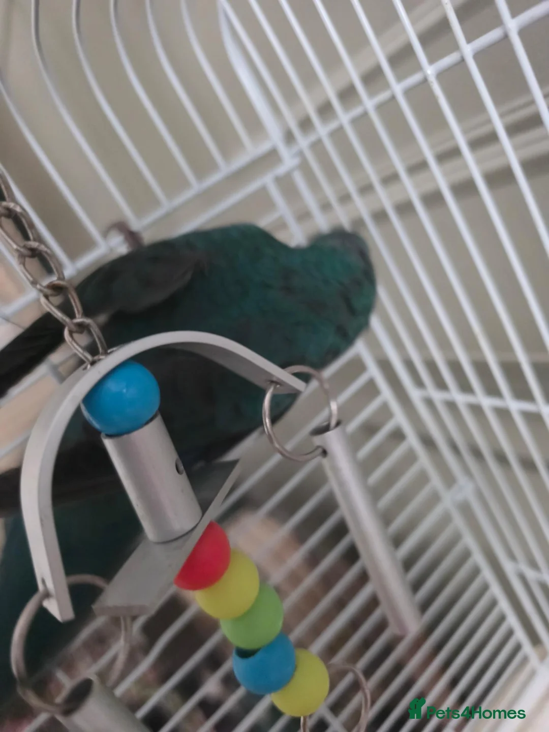Mixed Breed birds for sale: Kakariki/ love birds  - Advert 2