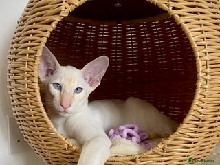 Siamese cats - Advert 8