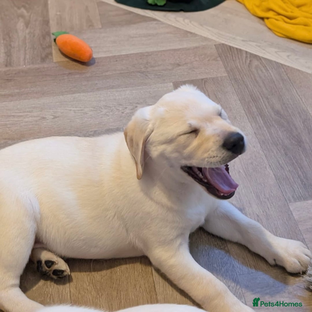 Labrador Retriever dogs for sale: Adorable Golden Labrador Puppies – 2M/2F left - Image 7