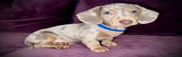 Miniature Dachshund dogs for sale: Last Boy Remaining  - Advert 2