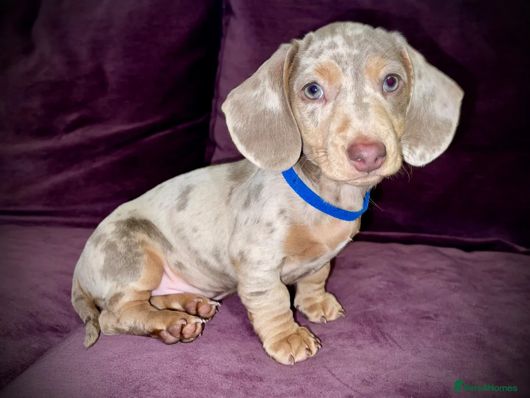 Miniature Dachshund dogs for sale: Last Boy Remaining  - Advert 2