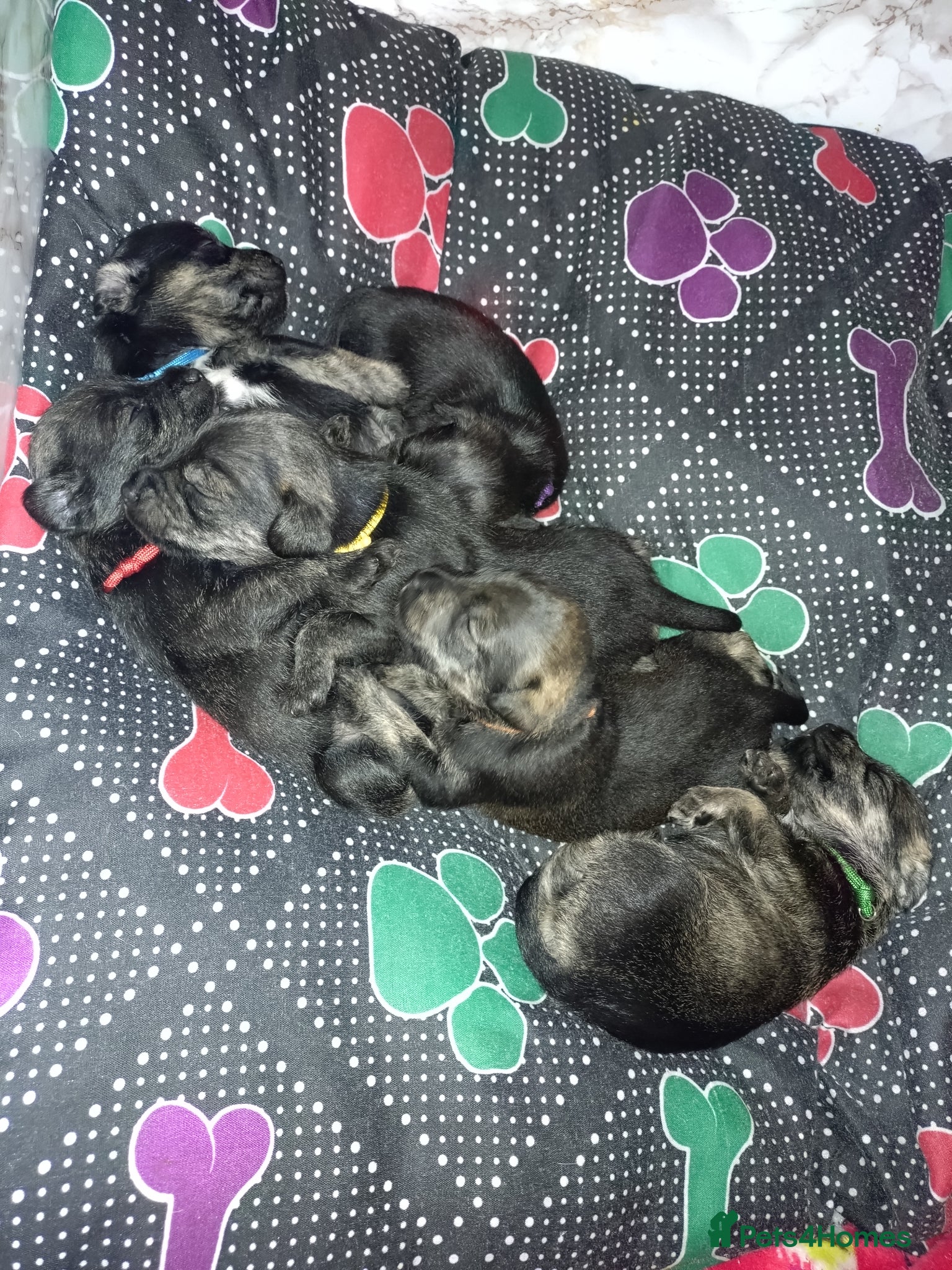 Miniature Schnauzer dogs 6 Miniature Schnauzer puppies - Advert 4