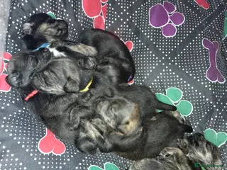 Miniature Schnauzer dogs 6 Miniature Schnauzer puppies - Advert 4