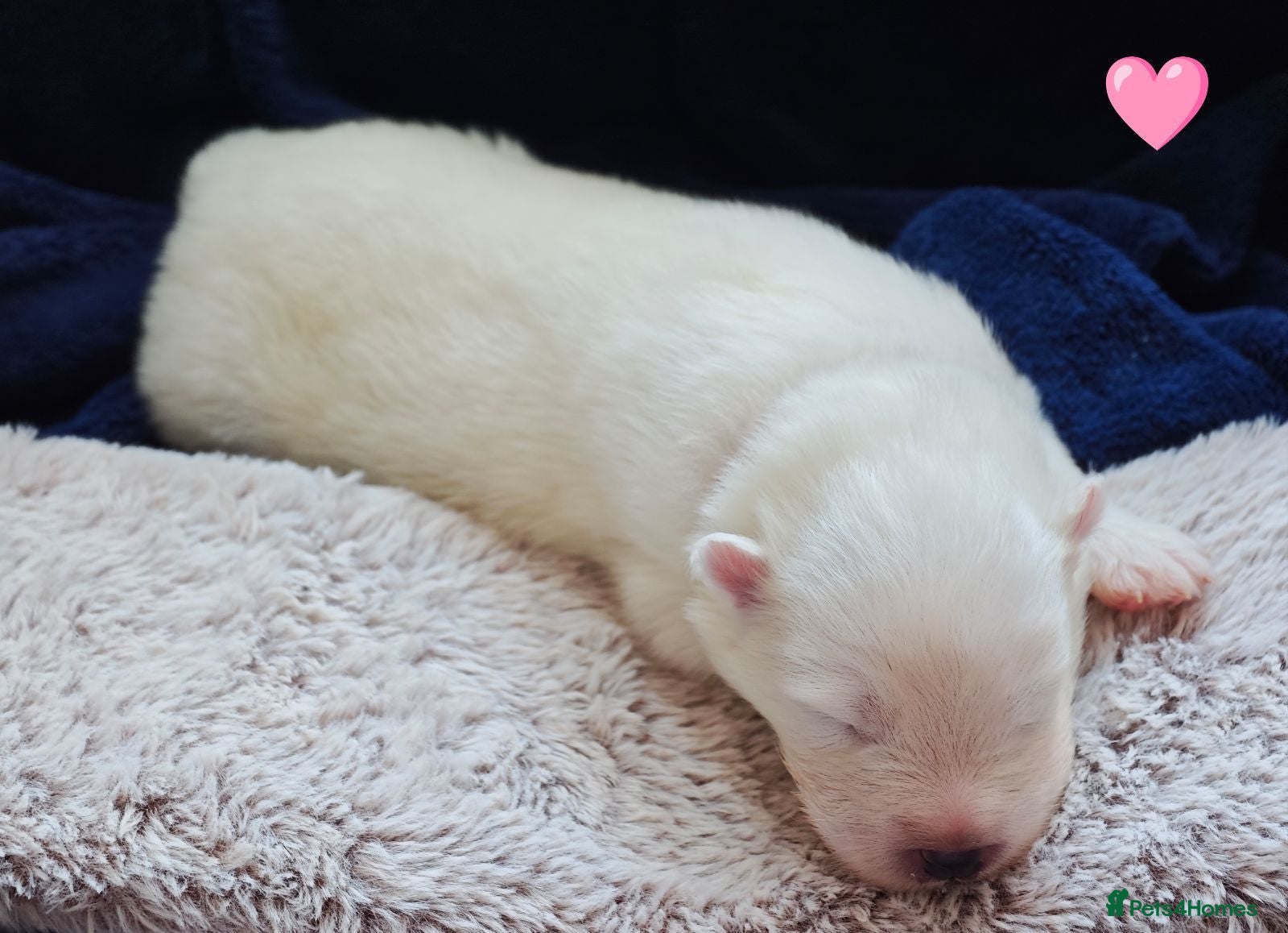 Samoyed dogs Exceptional pedigree puppies. - Advert 2