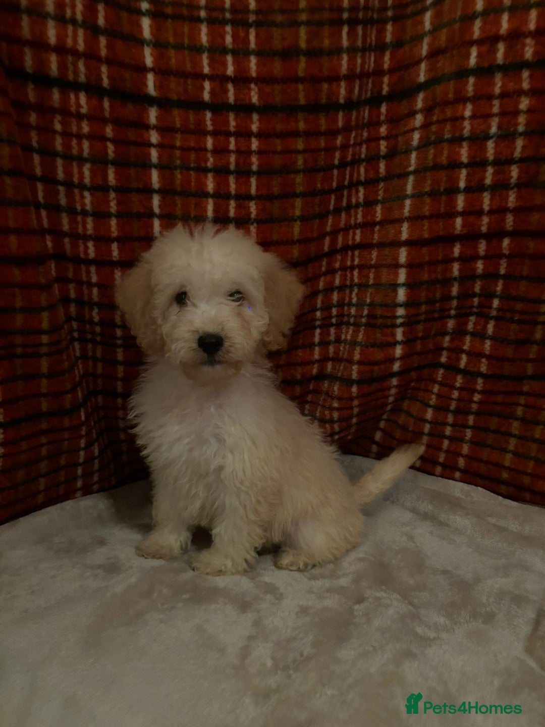 Cockapoo dogs for sale: Cockapoos 5 beautiful puppies  - Advert 4