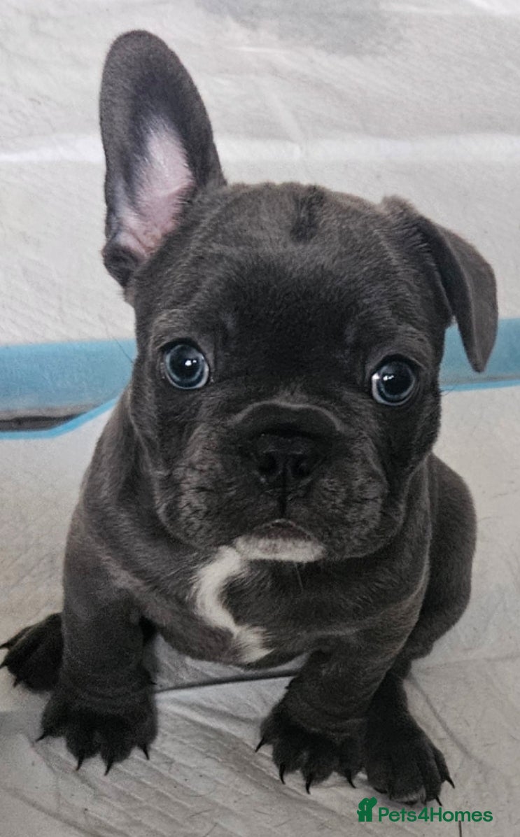 French Bulldog dogs 2 frenchies  - Advert 1