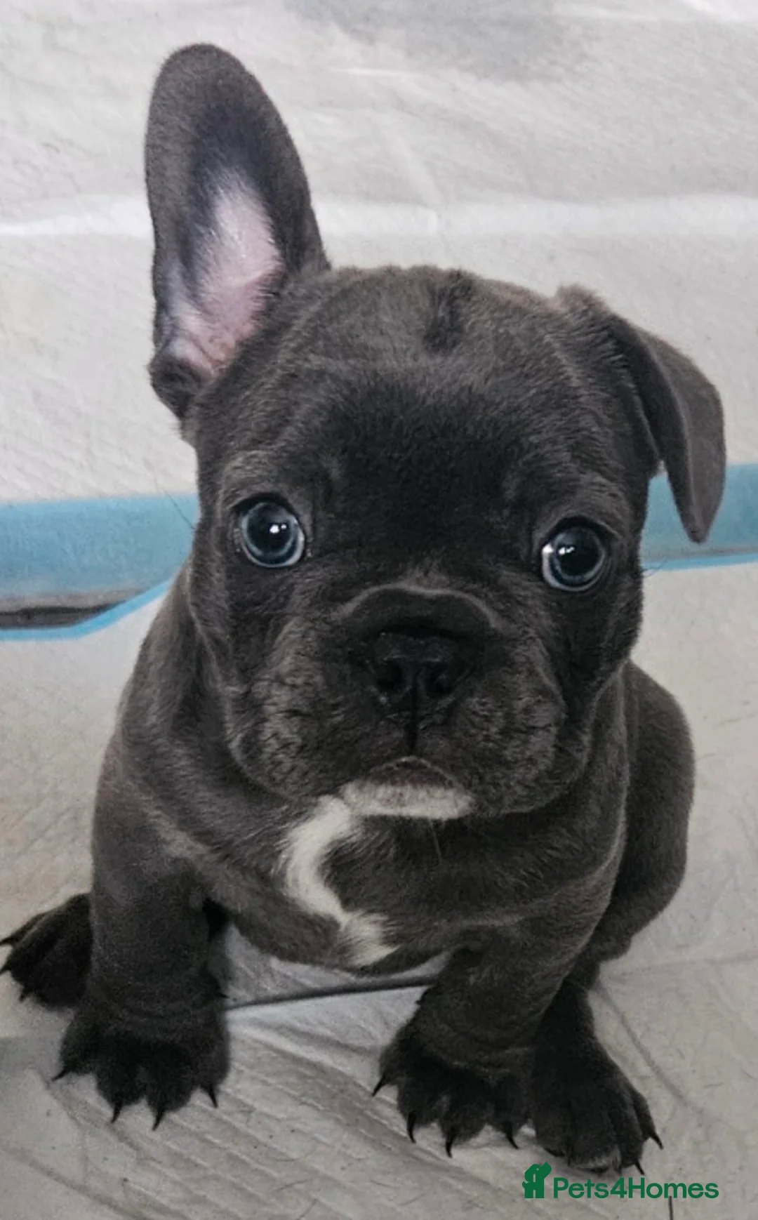 French Bulldog dogs for sale: 2 frenchies  - Advert 1