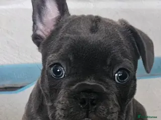 French Bulldog dogs 2 frenchies - Advert 1