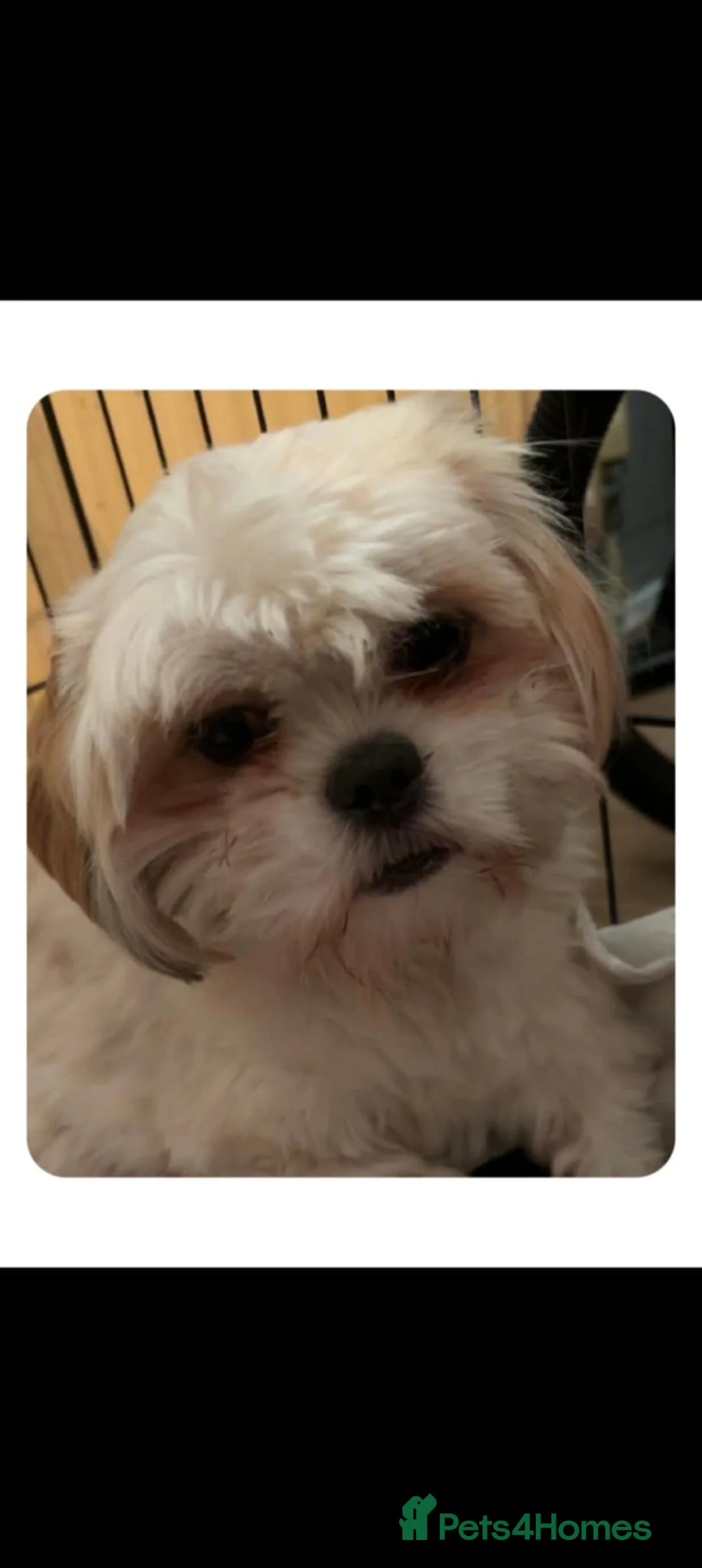 Shih Tzu dogs for sale: Boy Shih Tzu Puppy  - Advert 2