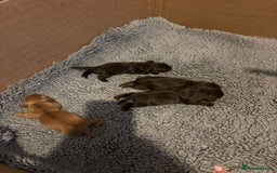 Cocker Spaniel dogs for sale: KC REG HEALTH TESTED SHOW COCKER SPANIEL PUPS - Image 7