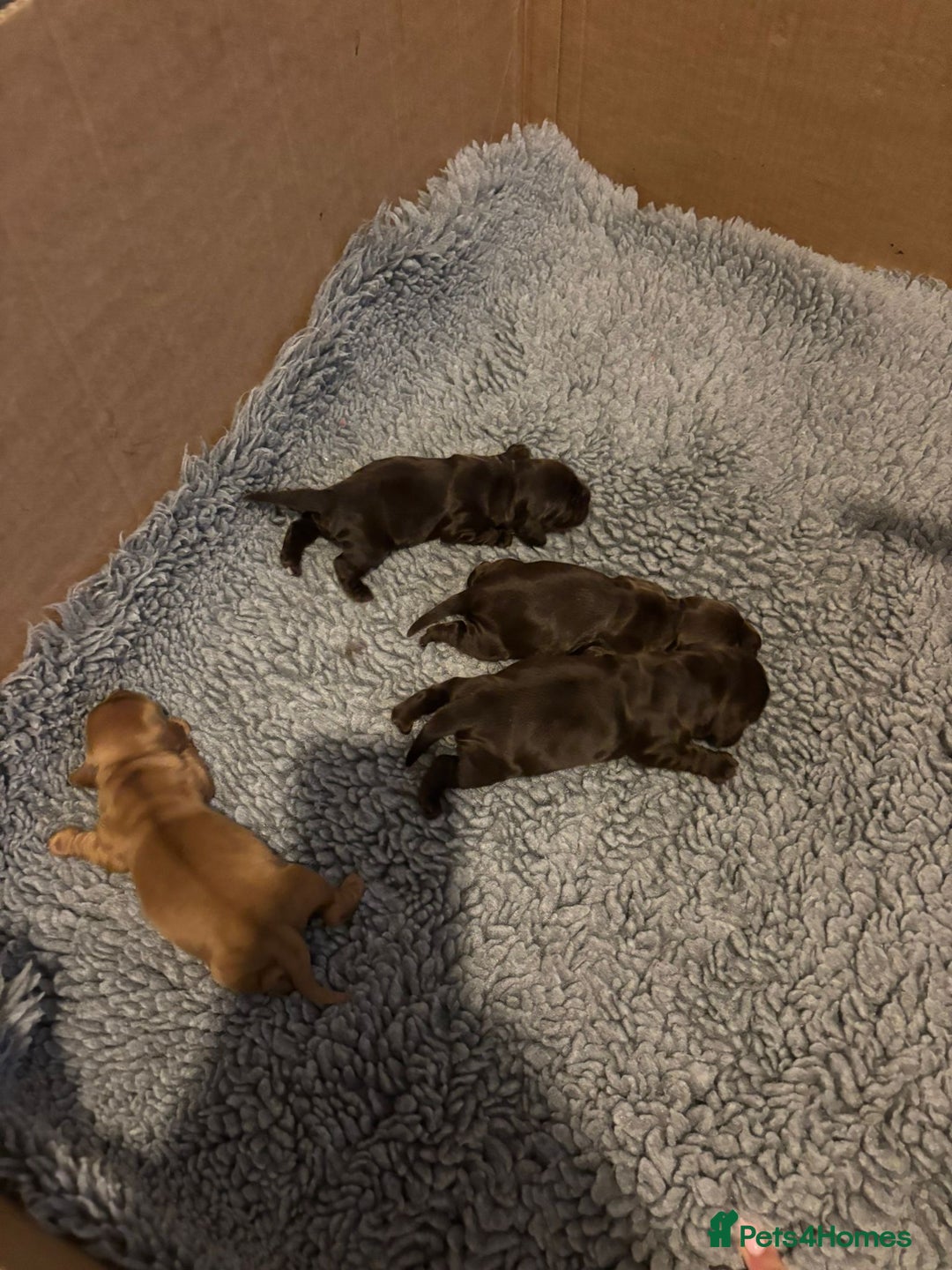 Cocker Spaniel dogs for sale: KC REG HEALTH TESTED SHOW COCKER SPANIEL PUPS - Image 7