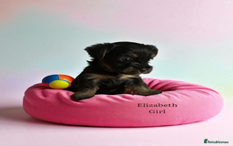 Yorkshire Terrier dogs for sale: Yorkshire Terrier Puppies Ready Now - Image 16