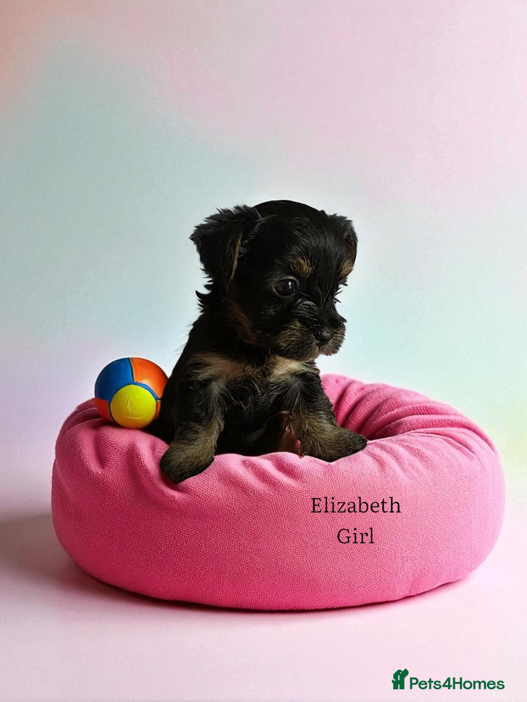 Yorkshire Terrier dogs for sale: Yorkshire Terrier Puppies Ready Now - Image 16