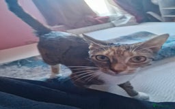 Asian cats for sale: Adult Calico Female - Image 3