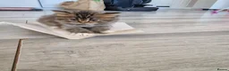 British Longhair cats for sale: Beautiful British kittens  - Advert 16