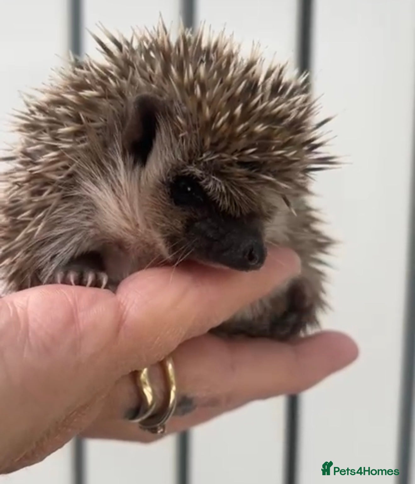 Pygmy Hedgehog rodents Sonic the african pygmy hedgehog  - Advert 2