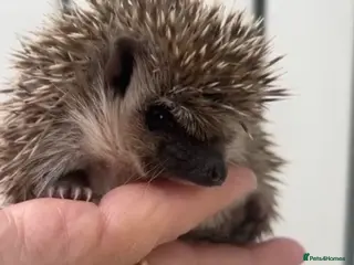 Pygmy Hedgehog rodents Sonic the african pygmy hedgehog - Advert 2