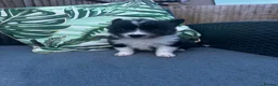 Border Collie dogs for sale: 2 Beautiful collies left ready to leave - Advert 28