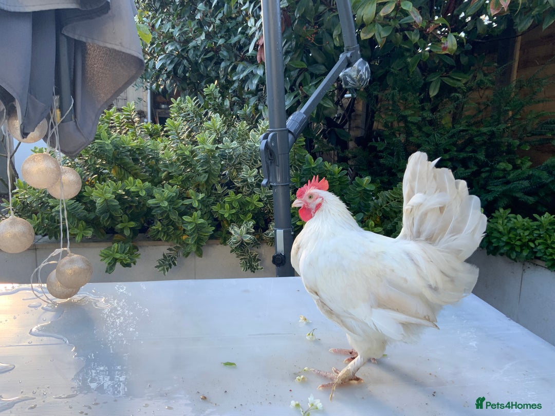 Chickens poultry for sale: Golden Bantam cockerels  - Advert 3