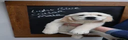 Golden Retriever dogs for sale: Amazing Golden Retriever Puppies - Advert 9