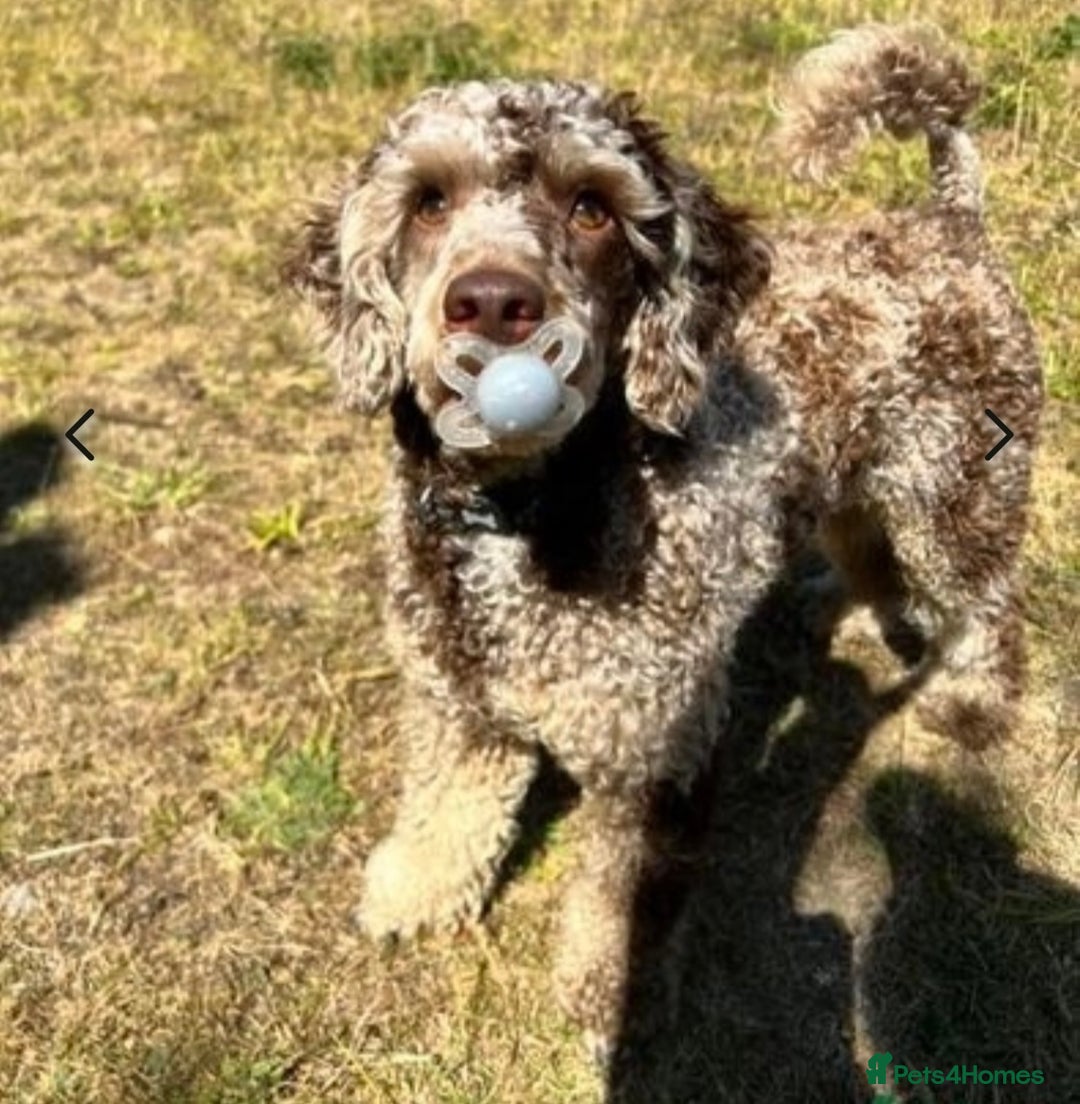 Cockapoo dogs for sale: DNA clear / Licensed Breeder for peace of mind  - Image 11