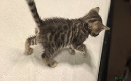 Bengal cats for sale: Bengal kittens for sale  - Image 3