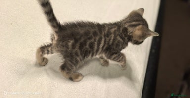 Bengal cats - Advert 5