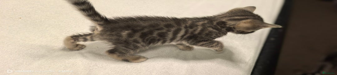 Bengal Kitten 3
