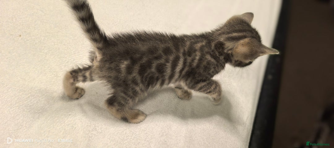 Bengal cats for sale: Bengal kittens for sale  - Image 3