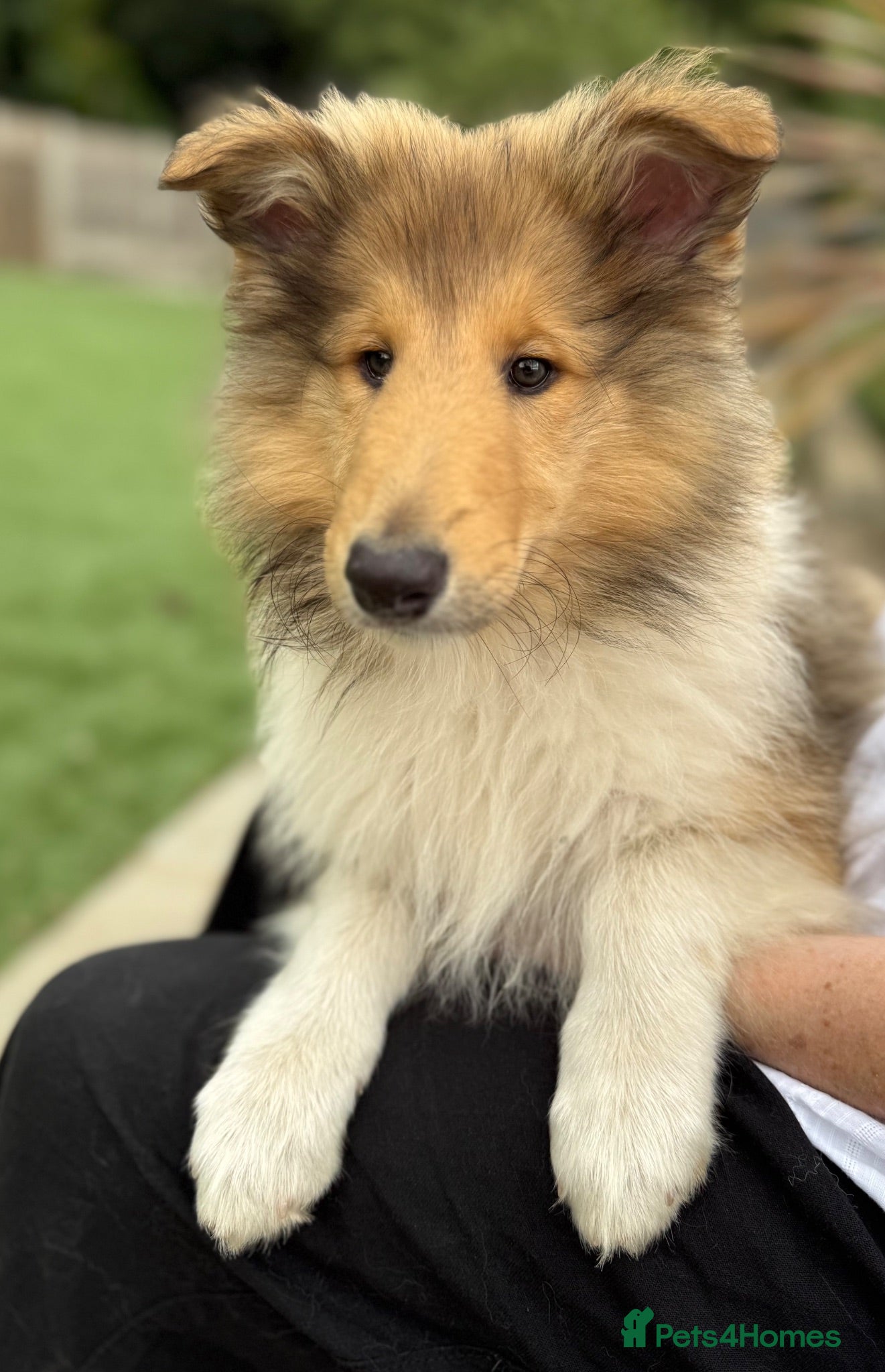 Rough Collie dogs Pedigree Unaffected Rough Collie Male Puppy  - Advert 7