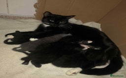 Domestic Shorthair cats for sale: 2 Male Kittens For Sale £20 - Image 3